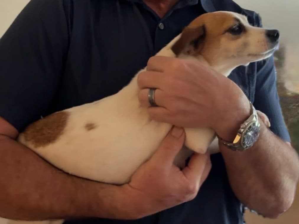 A Little Dog, A Big Heart, and Finding the Right Home